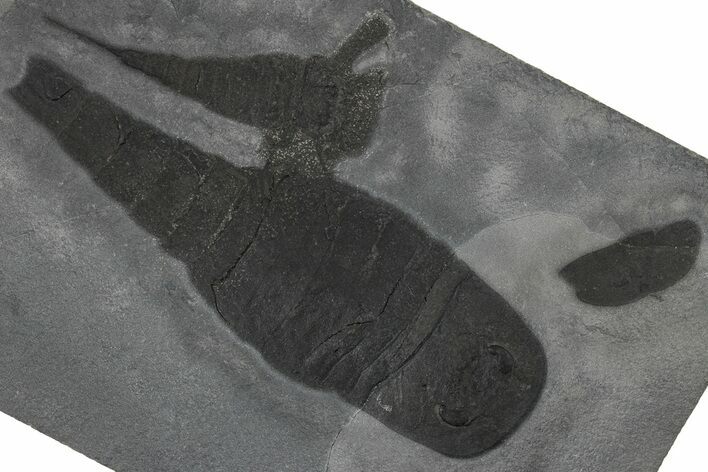 Two Eurypterus (Sea Scorpion) Fossils - New York #310241